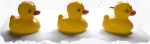 ducklings-op