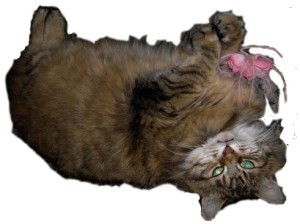 tig-with-rose-cropped-and-opped